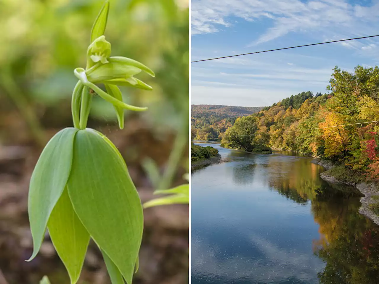 'Extinct' orchid found in Vermont for first time in over 100 years