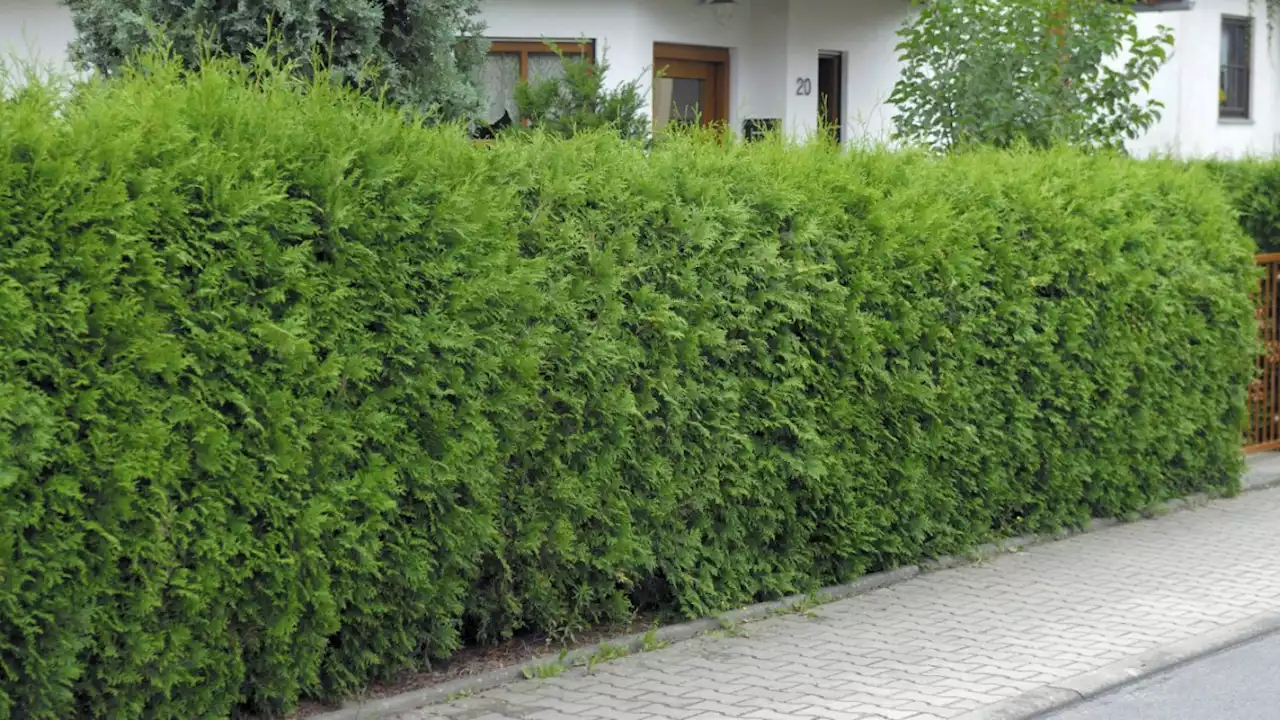 Thuja-Hecke: Warum sie so ein schlechtes Image hat