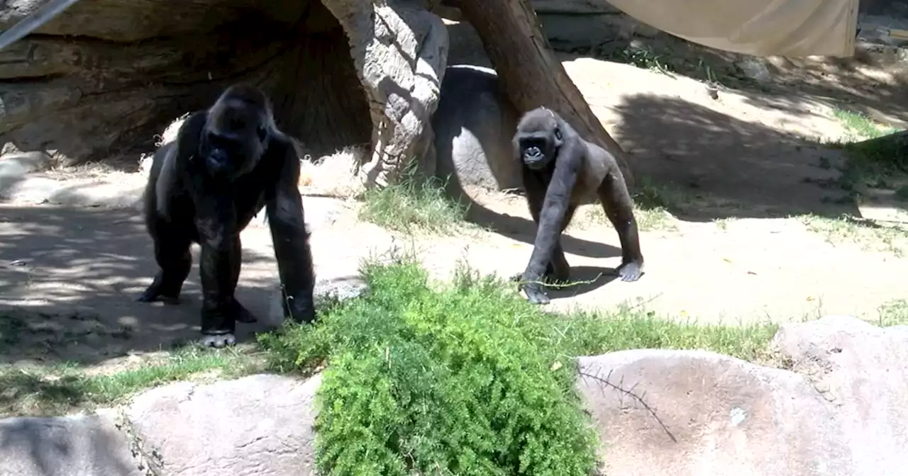 Dog safely removed from gorilla exhibit at San Diego Zoo Safari Park