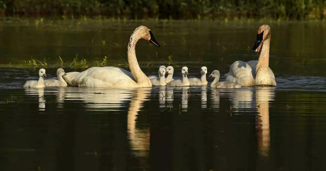 Photos: A big family of swans at Potter Marsh