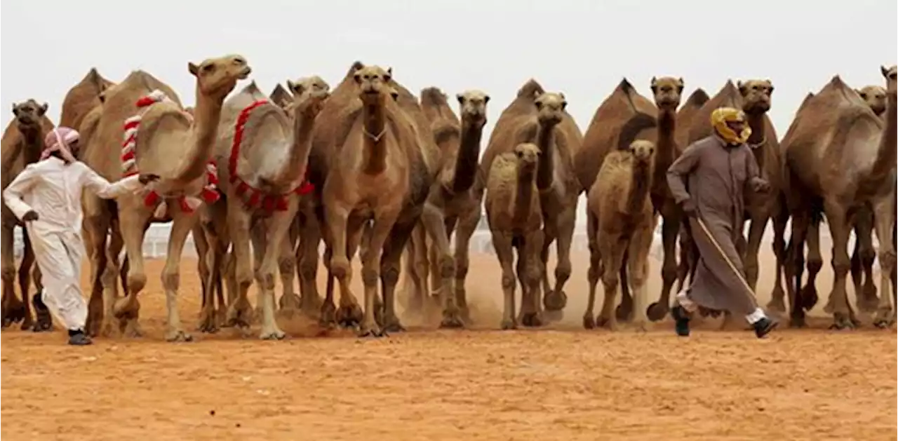حج مقامات پر اونٹوں کے داخلے پر پابندی