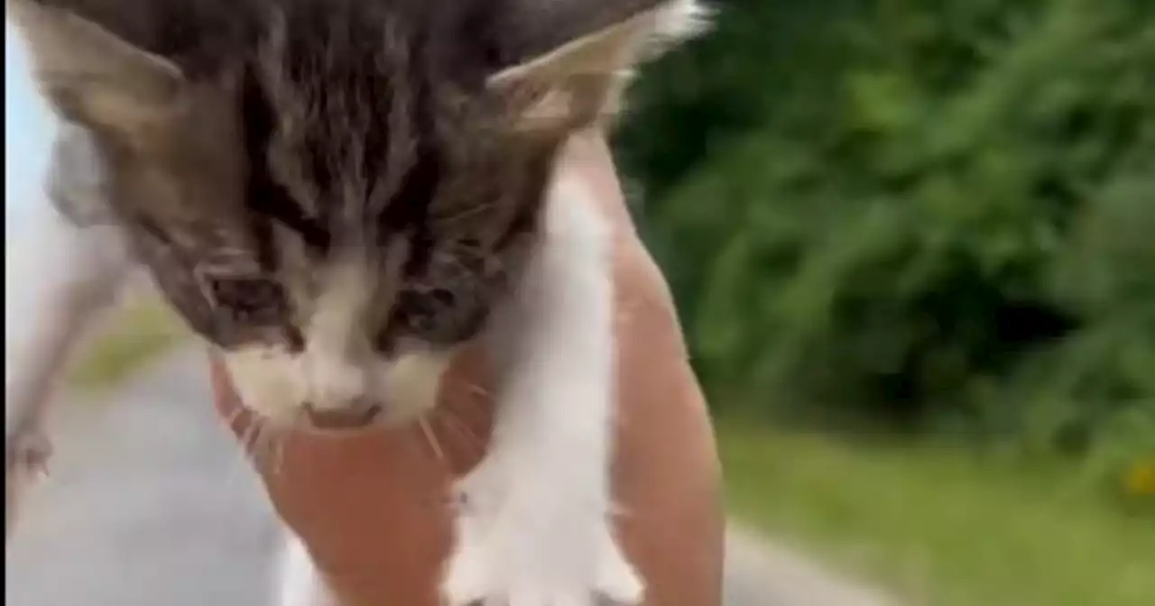 Paró en plena ruta para rescatar a un gatito abandonado y sufrió una embocada de ternura