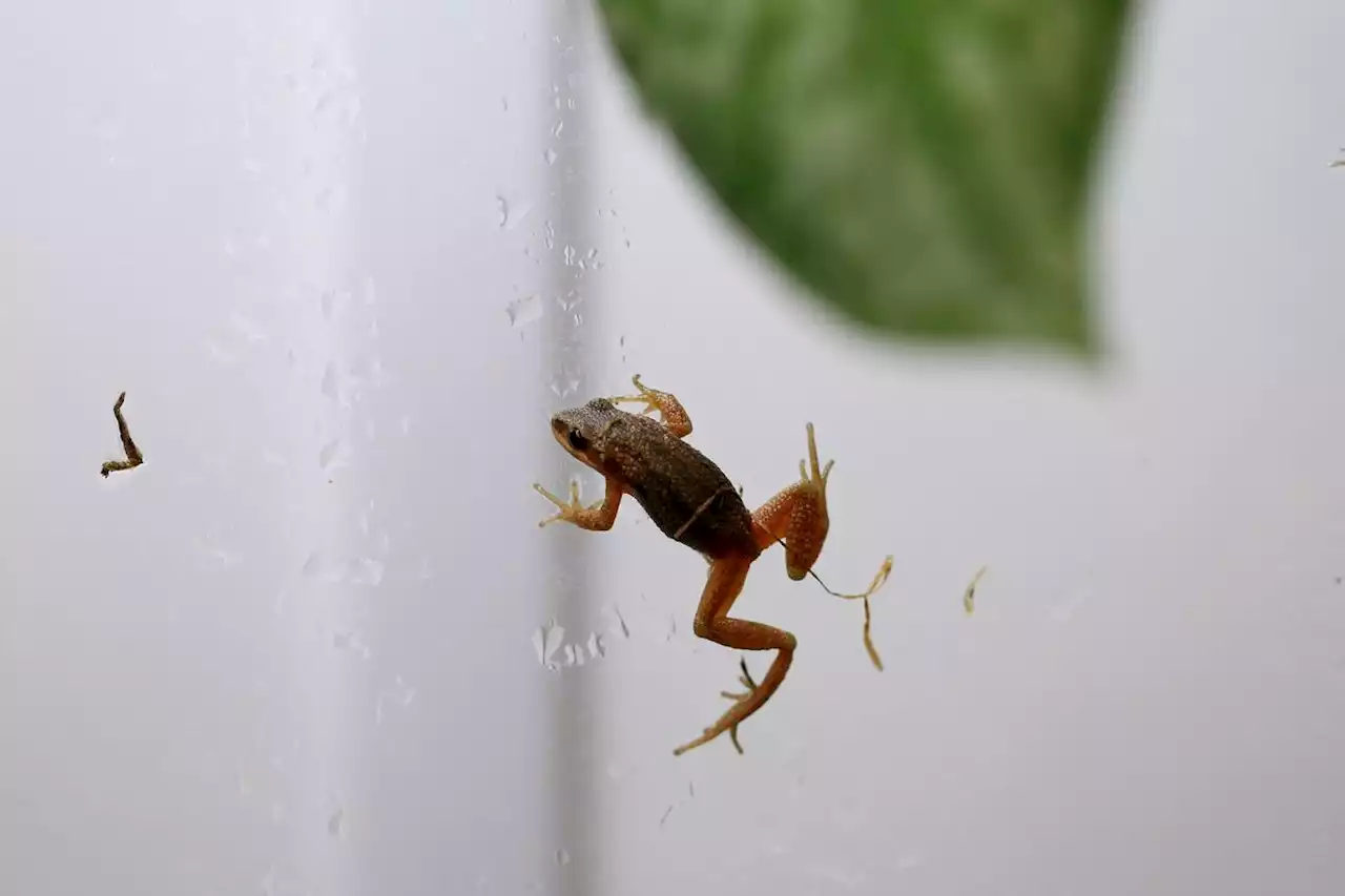 Globe Climate: Saving the song of Quebec’s chorus frogs