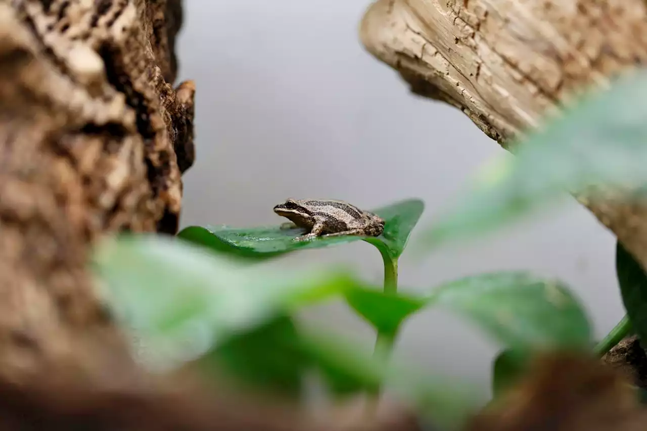 Inside the emergency effort to save Quebec’s tiny chorus frogs