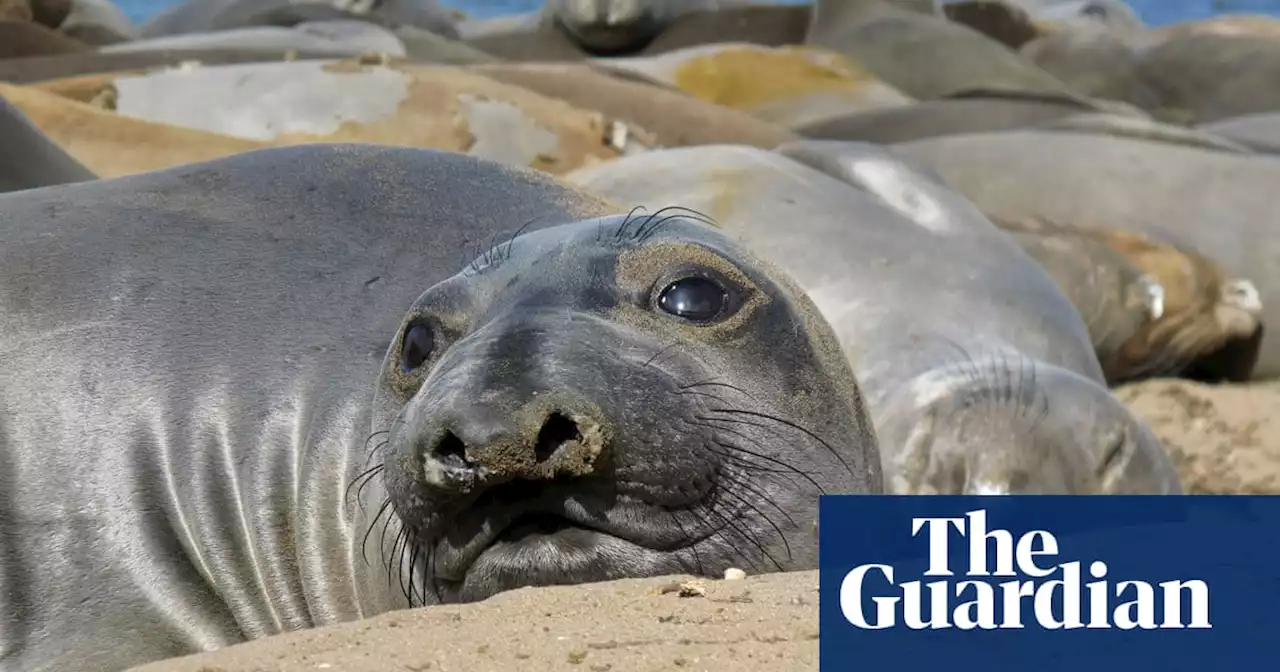 Seals use whiskers to track prey in deep ocean, study shows