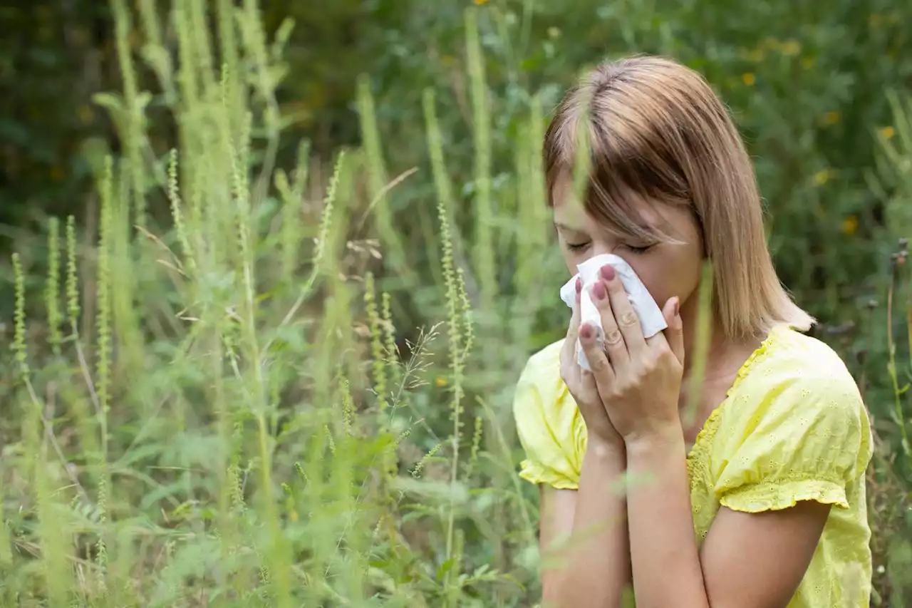 Pollen: concentration record depuis 40 ans