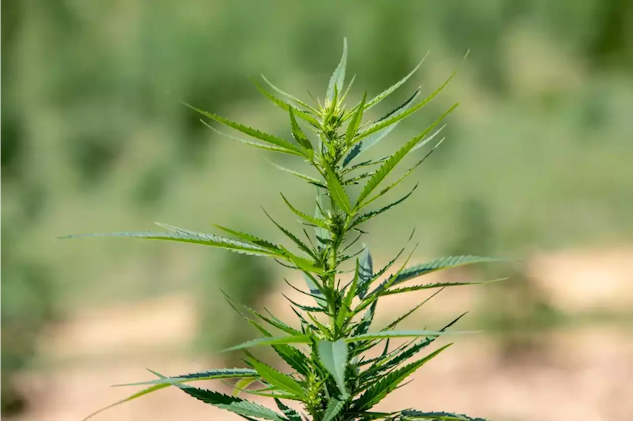 Legal but unregulated hemp derivative delta-8 thrives in Pa.’s thorny marijuana landscape