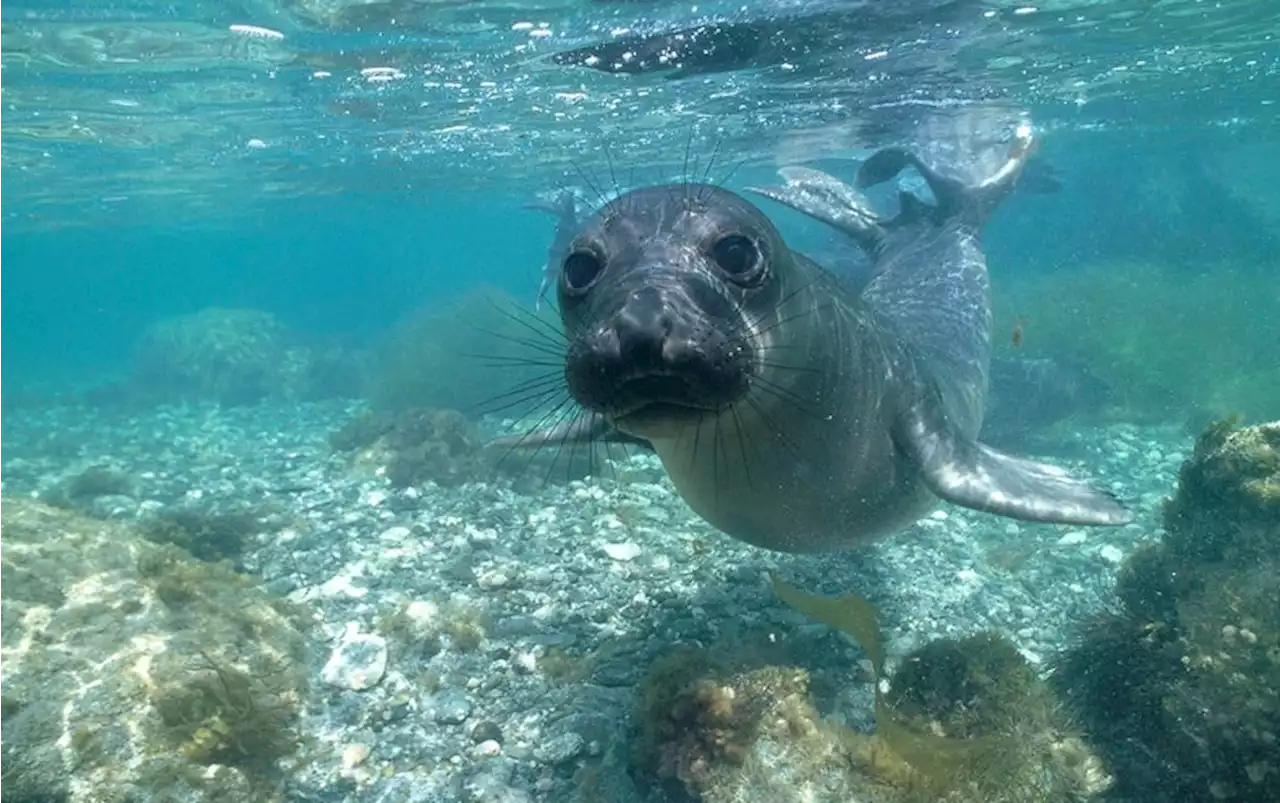 Wiggling Whiskers Help Hungry Seals Hunt in the Dark