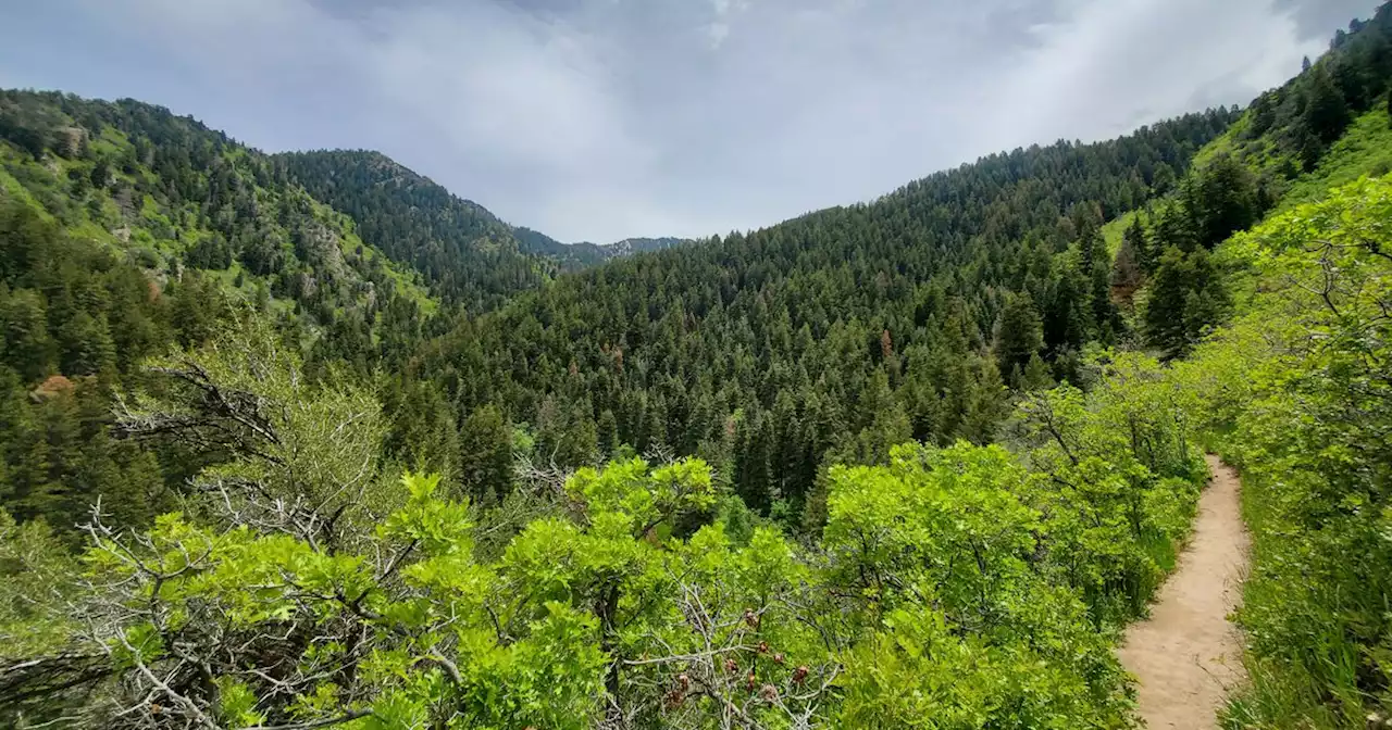 Trib Trails: Thayne Canyon Loop provides a simple joy in Millcreek Canyon