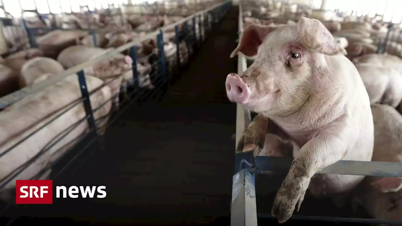 Landwirtschaft - Kampagne gegen Massentierhaltungs-Initiative gestartet