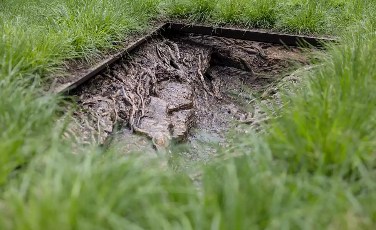 Cristina Iglesias’ radical public sculpture: ‘I’m not trying to recreate nature’