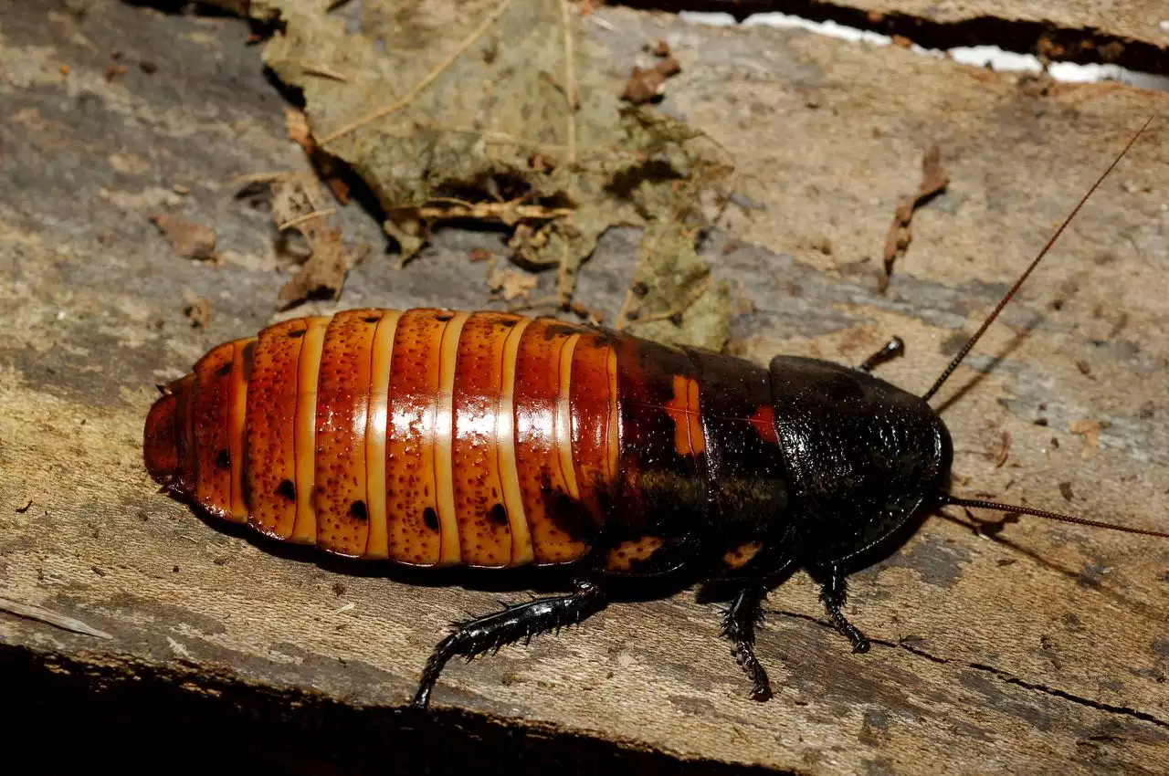 Company offers $2,000 to release 100 cockroaches into your home