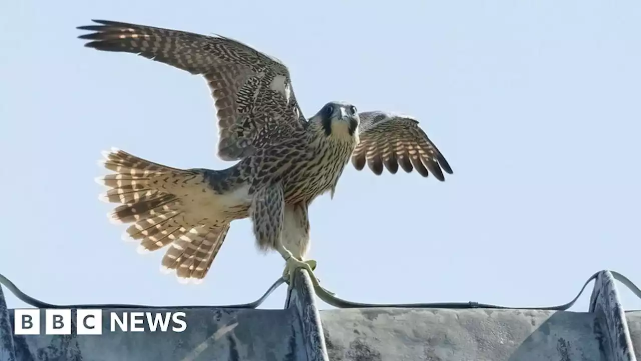 Winchester Cathedral chick crash-lands in couple's garden