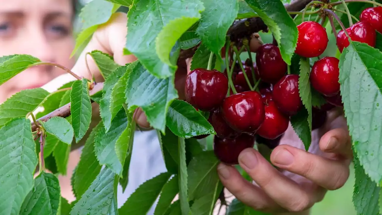 Das hilft gegen Kirschfruchtfliegen im Garten