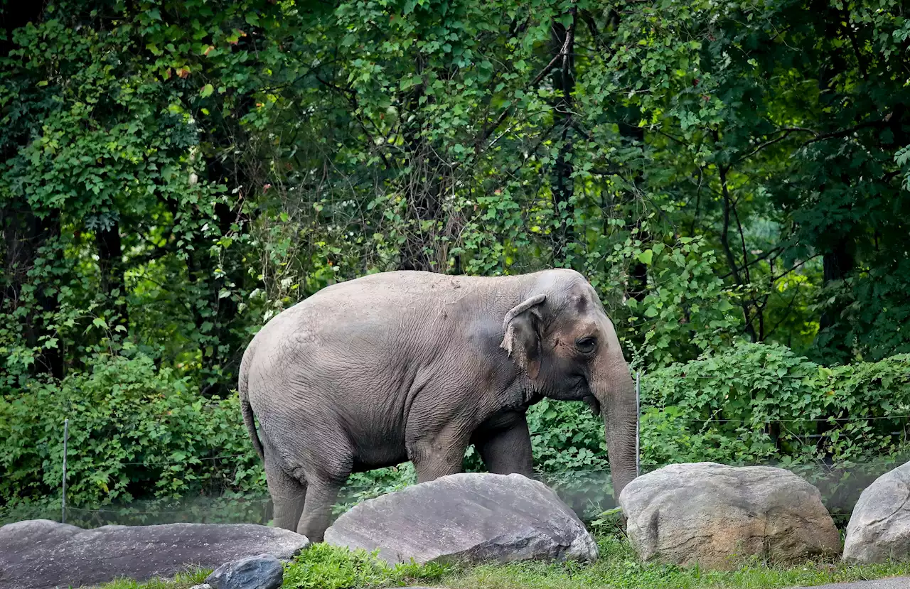 Happy The Bronx Zoo Elephant Is Not A 'Person,' Court Rules