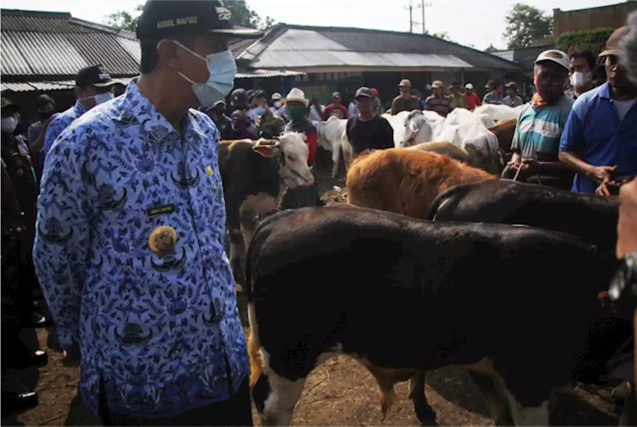 2.000 Hewan Ternak di Rembang Terinfeksi PMK, 10 Diantaranya Mati