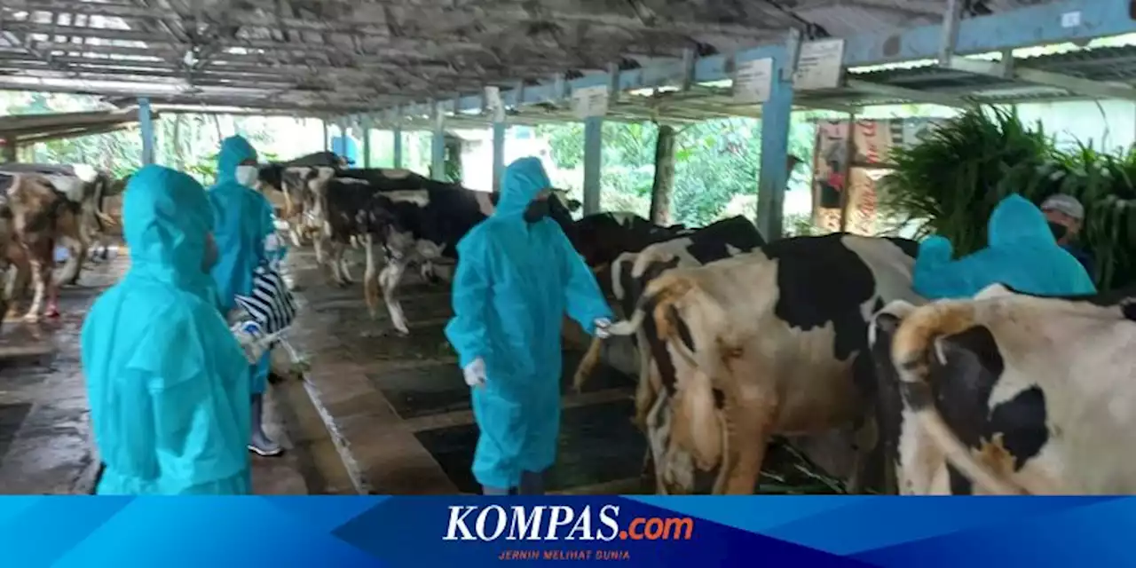 Tempat Penyembelihan di Salatiga Wajib Sediakan Sarana Perebusan, Peternak Tuntut Ganti Rugi ke Pemerintah