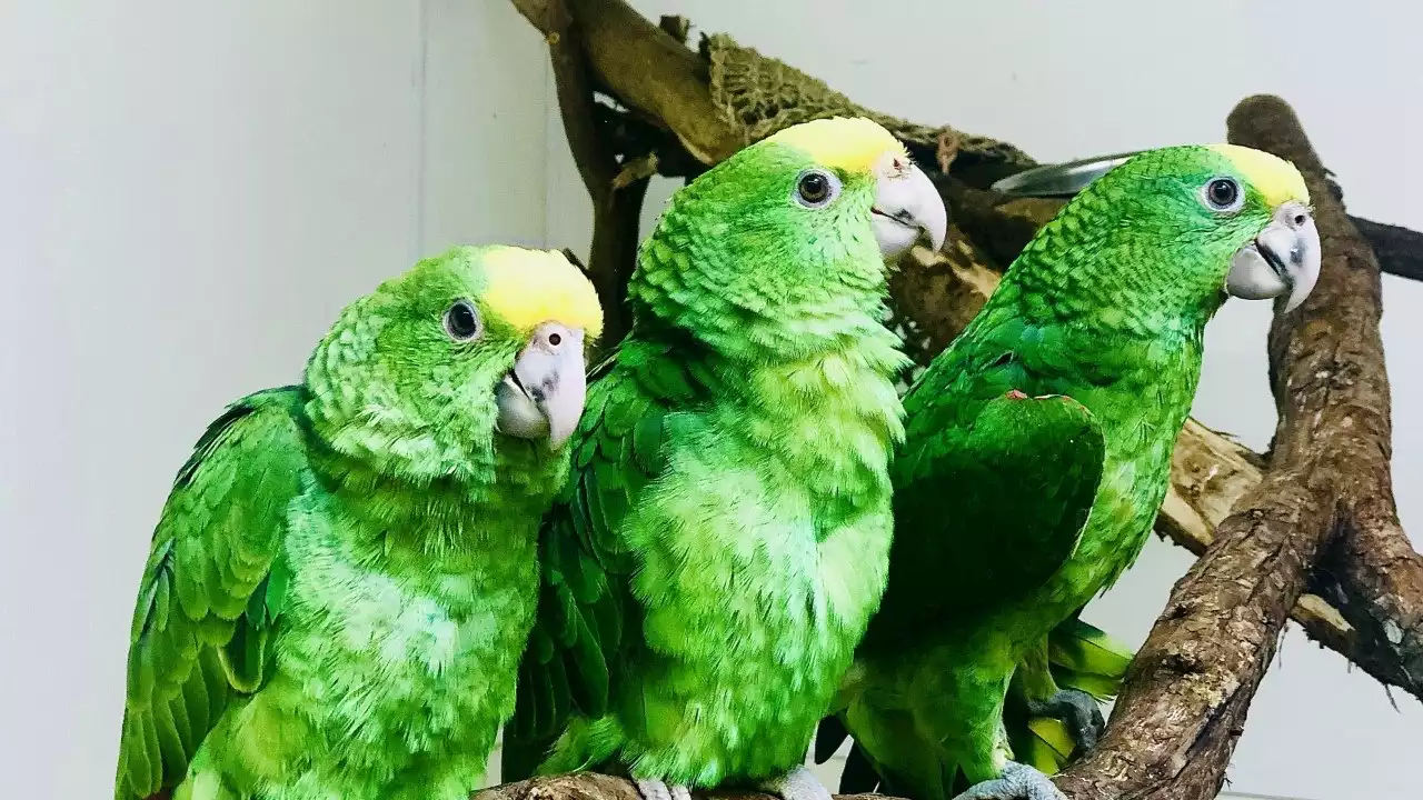 San Francisco Zoo takes in 3 parrot chicks rescued from smugglers