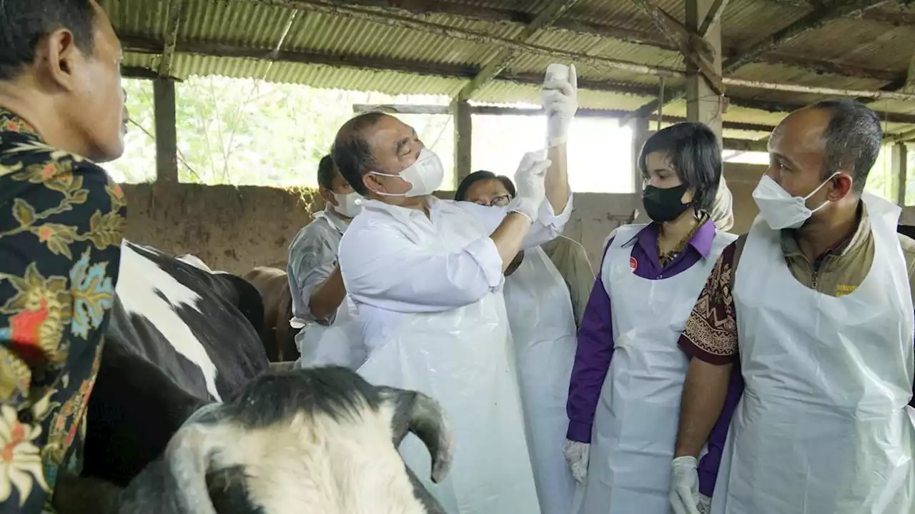 Vaksinasi Penyakit Mulut dan Kuku Dimulai Hari Ini, Jatim jadi Lokasi Pertama