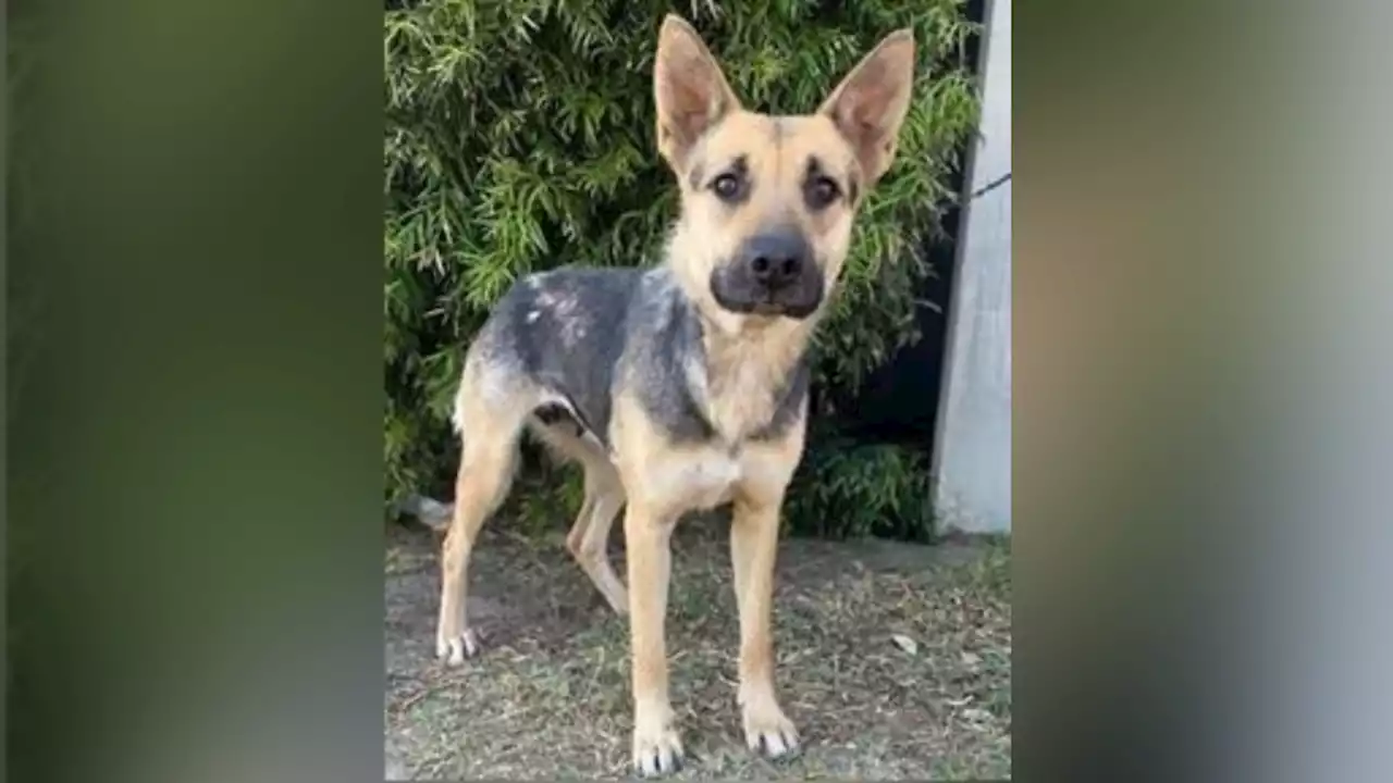 Reward Offered to Find Person Responsible for Abuse, Death of Dog in Thousand Oaks