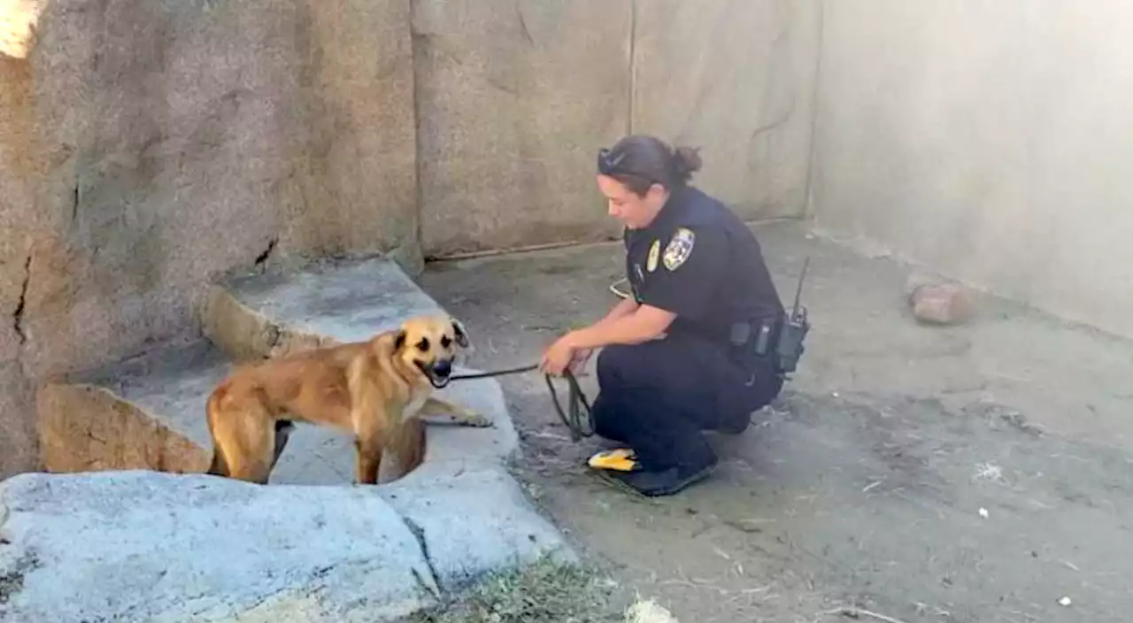 Stray Dog Caught in Gorilla Enclosure at San Diego Zoo Safari Park in Escondido