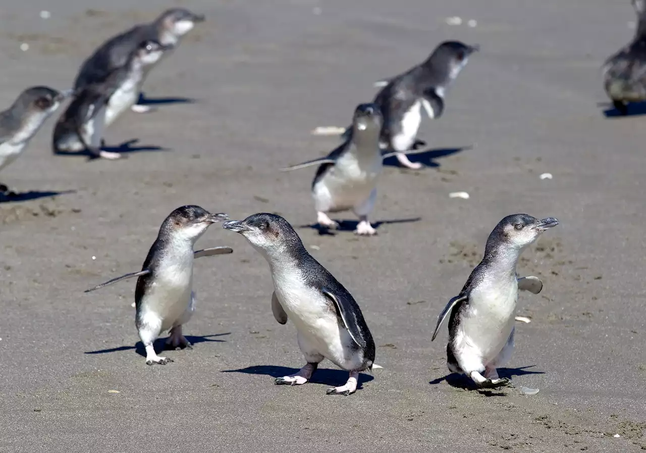 Hundreds of dead penguins washing up daily on New Zealand beaches