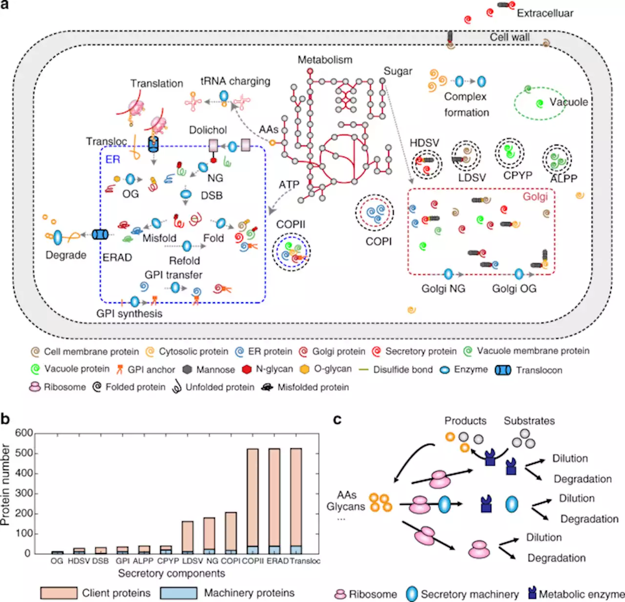 Improving recombinant protein production by yeast through genome-scale modeling using proteome constraints - Nature Communications