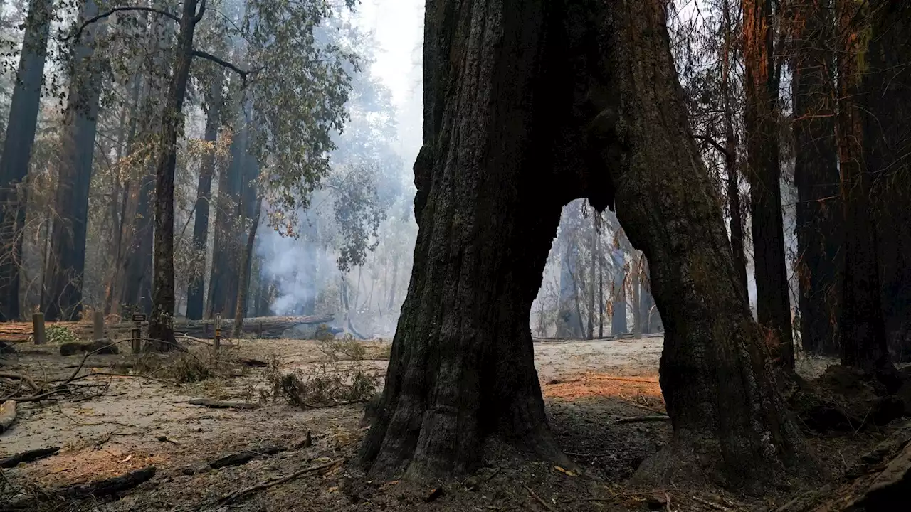 The world’s largest trees are struggling to survive climate change