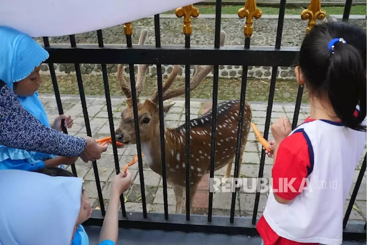 Masyarakat Diimbau tak Beri Makan Rusa Istana Bogor Sementara Waktu |Republika Online