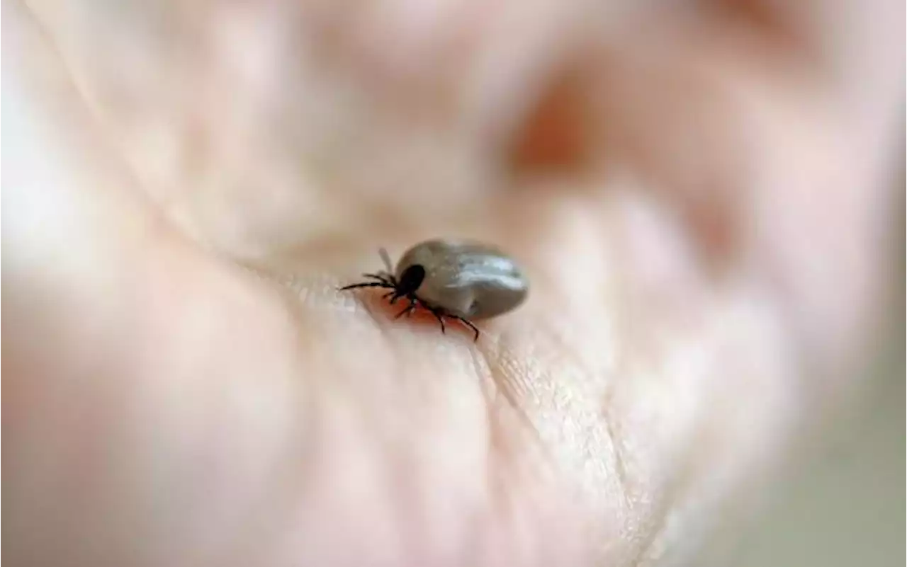 Malattia di Lyme, colpita più di una persona su 7 nel mondo: lo studio