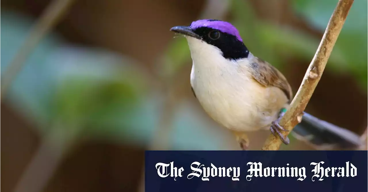 Hot, young, dead too soon – why these wrens’ climate future should worry us all