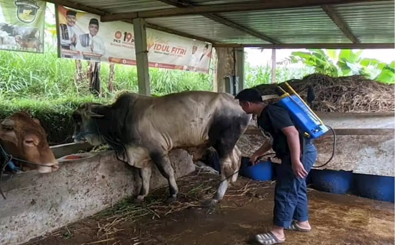 Wabah PMK, Begini Kiat Peternak Ponorogo Jaga Daya Tahan Tubuh Sapinya