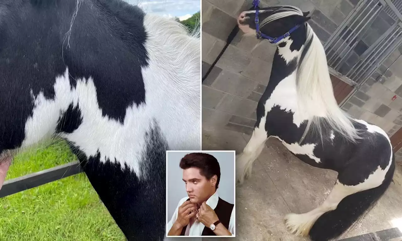 Wajah Elvis Presley ditemukan pada leher kuda