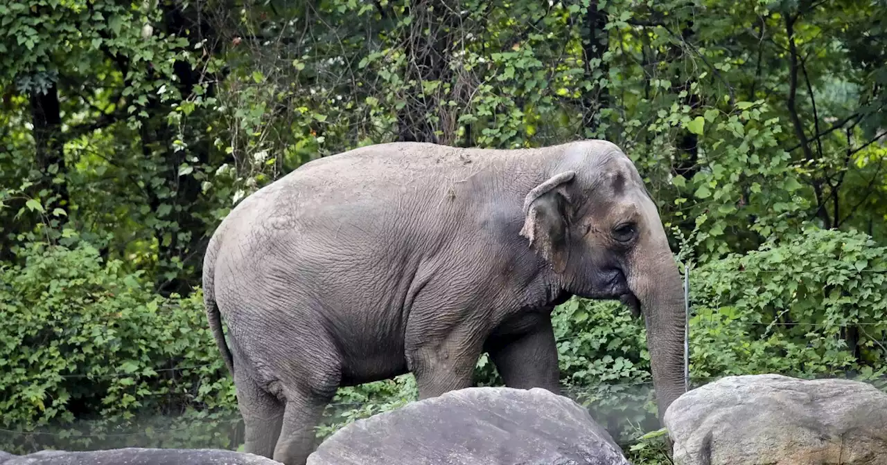 Bronx Zoo elephant isn't a person, court rules