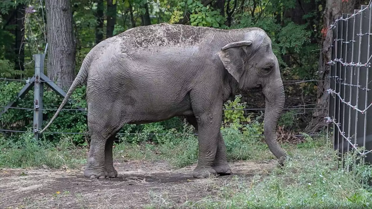 Happy the elephant is not a person, court rules