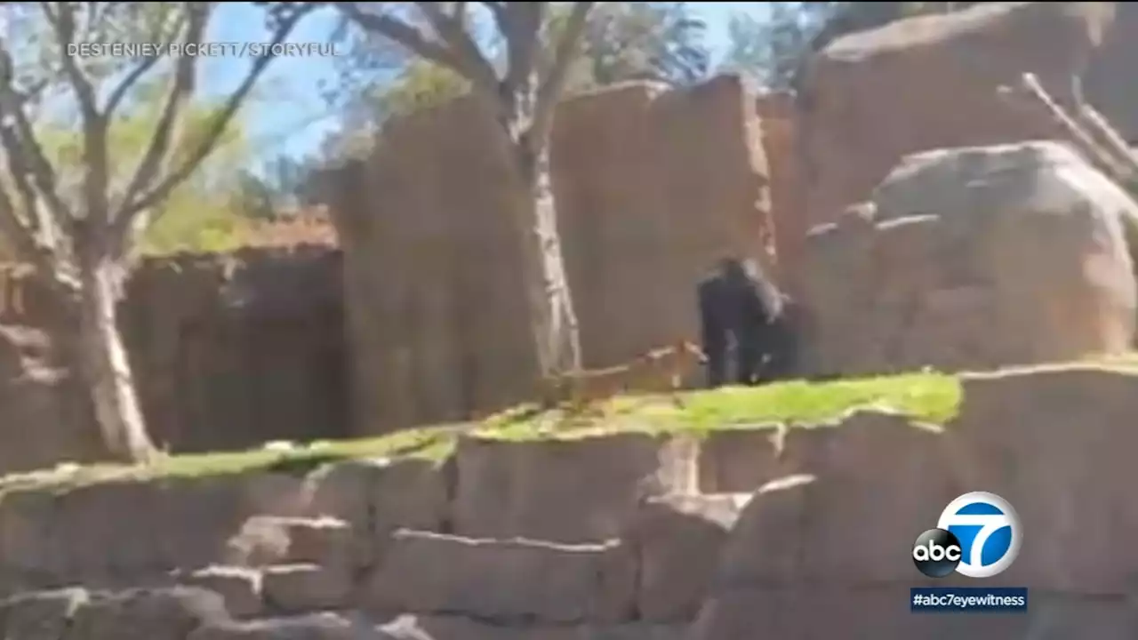 Video: Gorillas chase dog who got into their enclosure at San Diego Zoo Safari Park