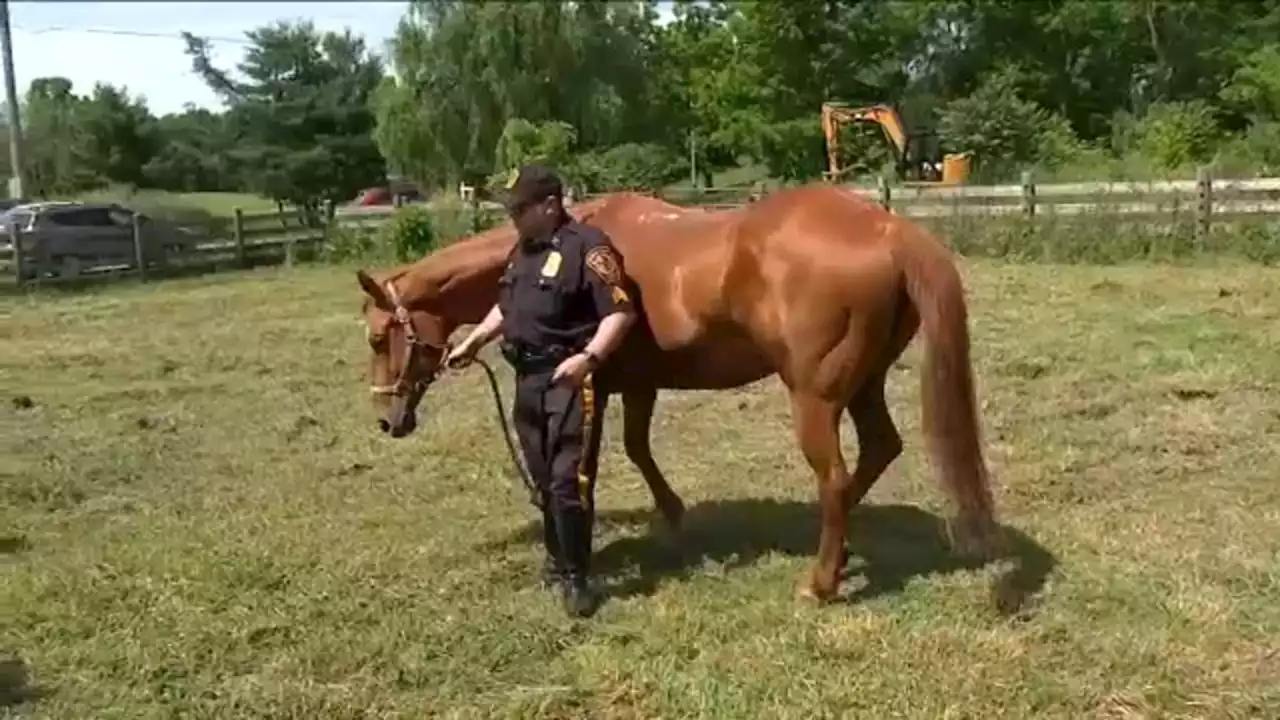 Passaic County Sheriff's horse Mount Baron retires to sanctuary after 20 years