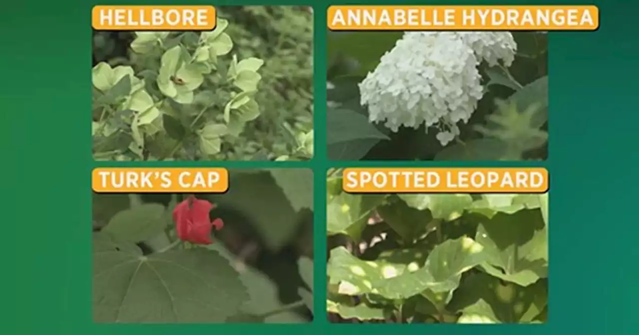 Gardening 101: Summer Plants You Can Grow In The Shade