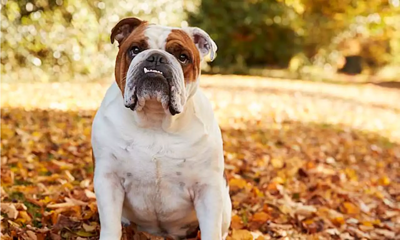 Breeding of Bulldogs could be BANNED in the UK if shape is not altered