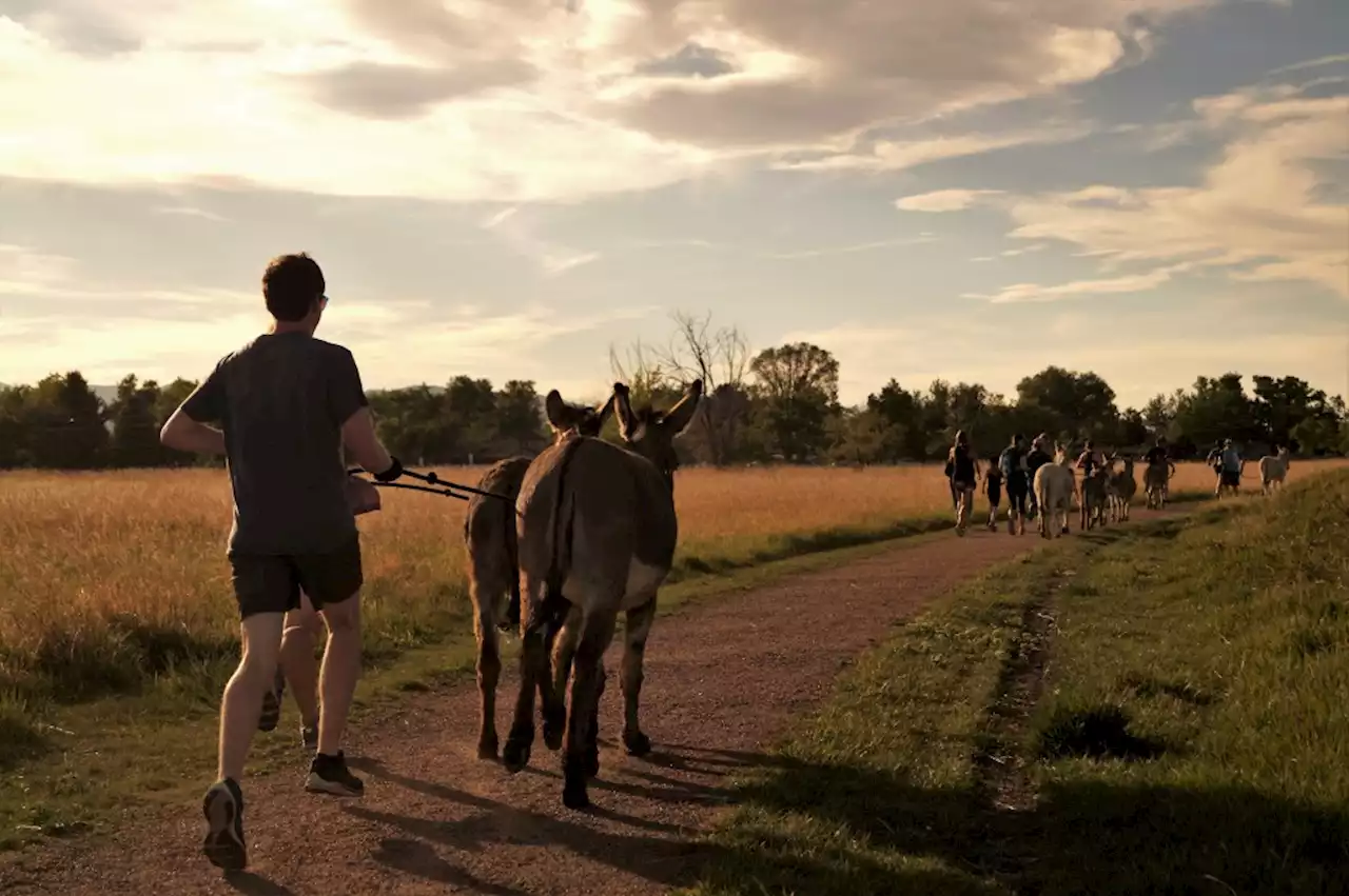 You don’t have to head to the hills to run with burros anymore. This program brings asses to the city