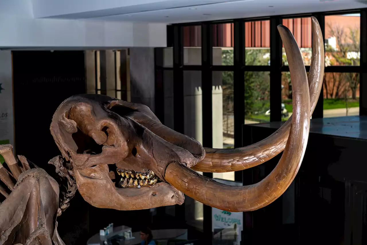 Prehistoric Animal Migration: First Evidence Found from Mastodon Tusk