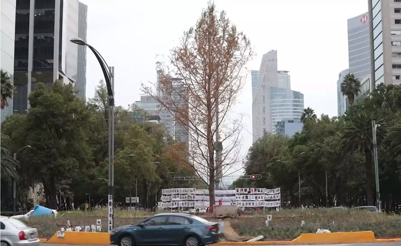 'Se va a reponer': Sheinbaum sobre estado de Ahuehuete de Reforma