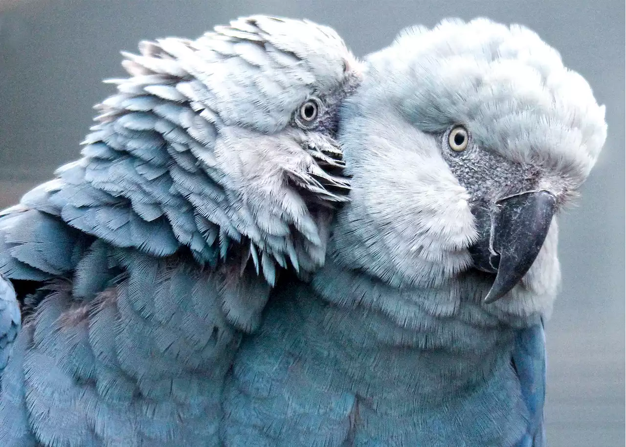 Spix’s Little Blue Macaws Are Returning To The Wild In Brazil