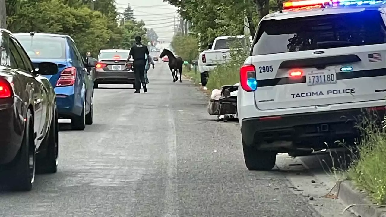 Police help wrangle 10 escaped horses in Tacoma