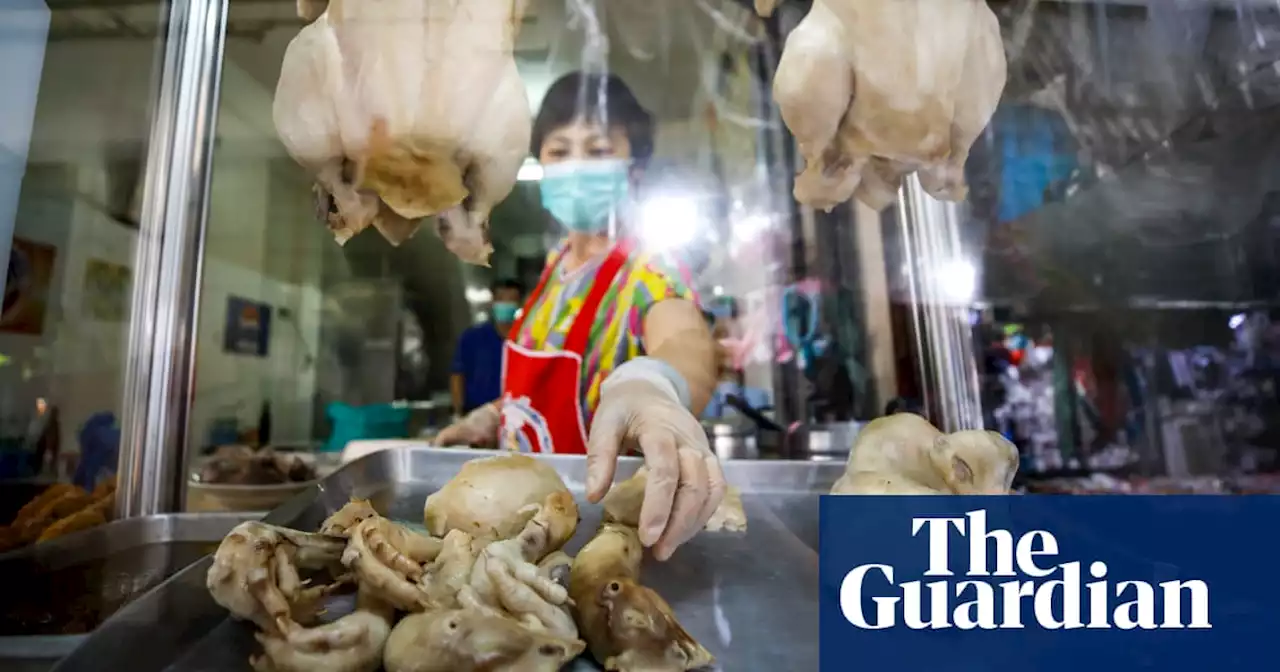 How cannabis-fed chickens may help cut Thai farmers’ antibiotic use