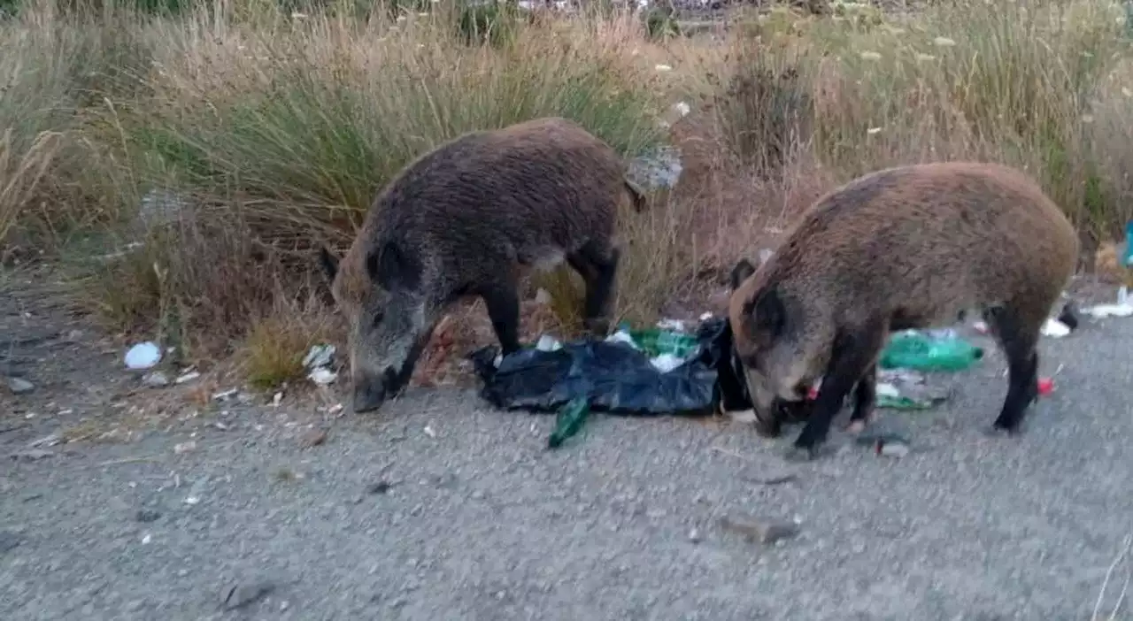 Cinghiali, parte la caccia nel Lazio: 50 mila abbattimenti per frenare la peste suina