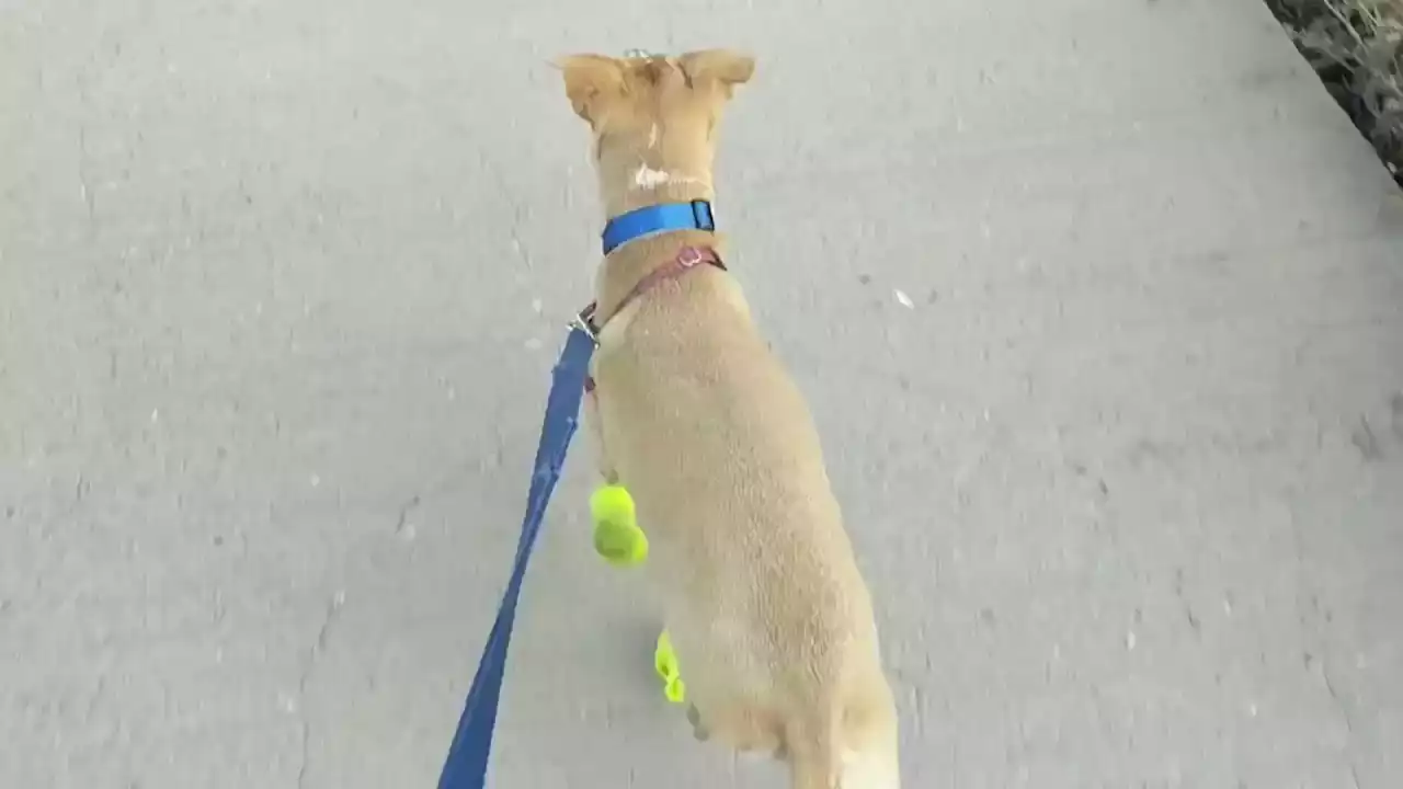 Paws Alert: Hot summer pavement can cause paw damage