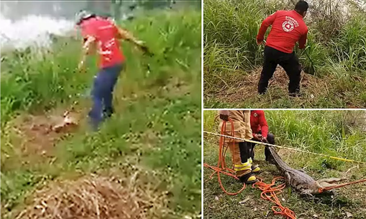 Crocodile nearly drags man into Mexican lagoon after hit by rocks