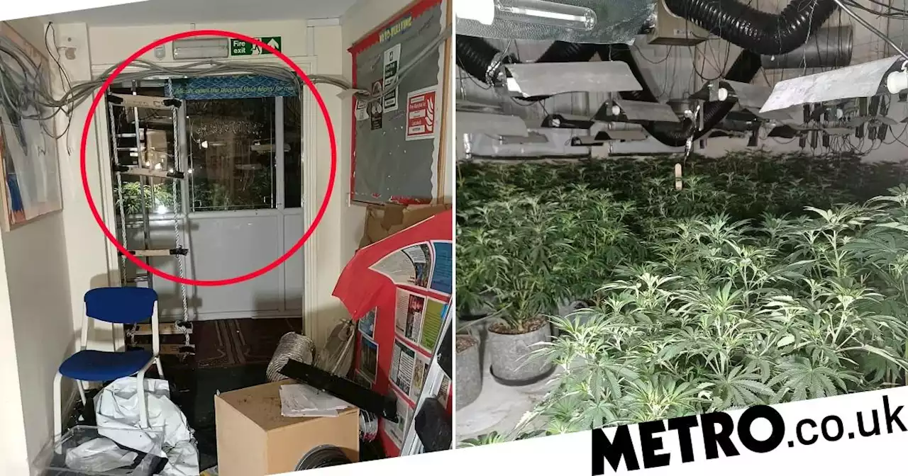 Massive cannabis farm found in abandoned Islamic school