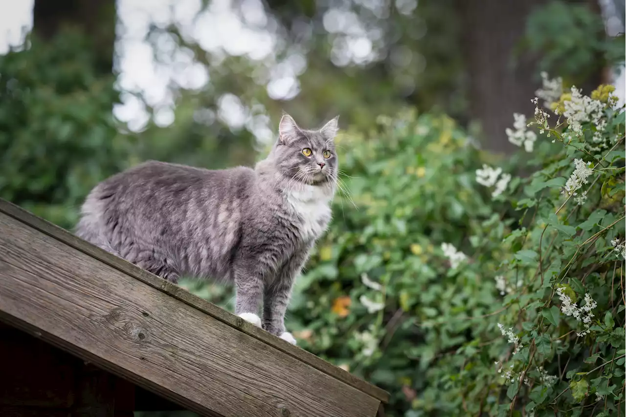 Man hilariously reveals cat 'moved out' to live in an abandoned cow shed